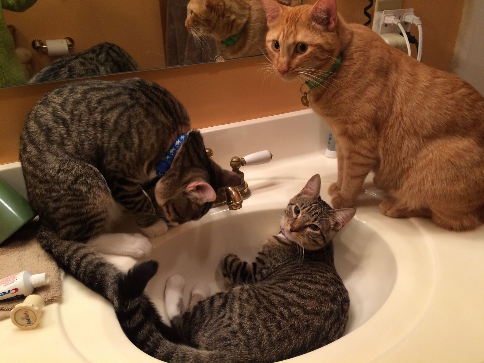 Cats